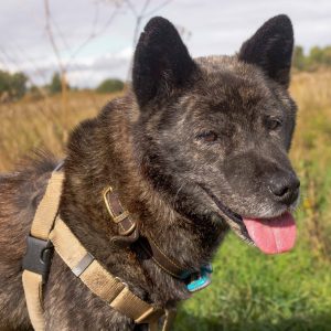 A portrait of a black Korean jindo dog in Cambridge, UK.