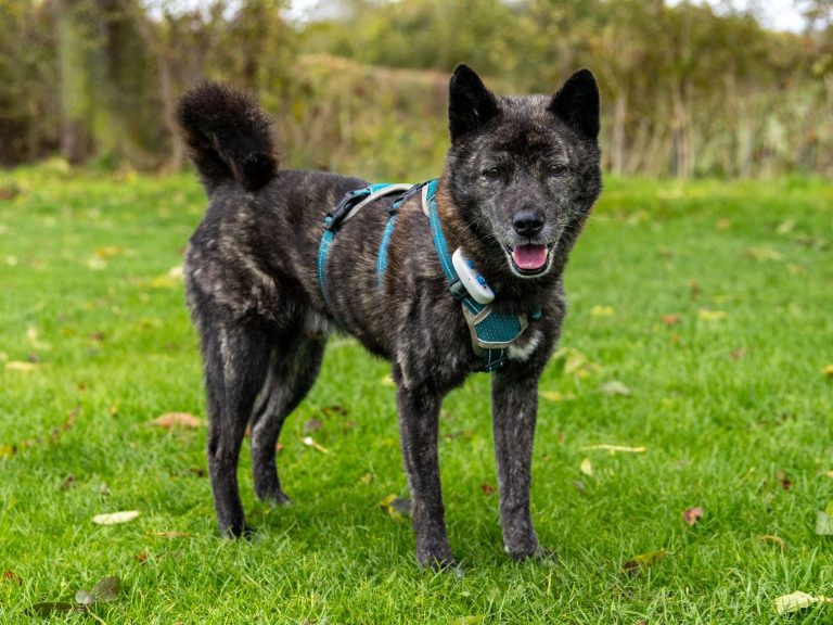 Jack, a jindo rescued from the dog meat trade in Korea, stands happily with his tongue out.