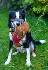 A black and white border collie has a pheasant toy in his mouth.