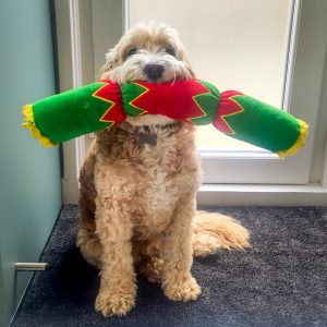 A golden cockapoo sits with a giant Christmas cracker toy in his mouth.