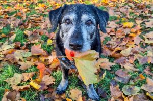An adorable senior dog poses with a ball and a leaf in his mouth. He is sitting on a bed of fallen autumn leaves.