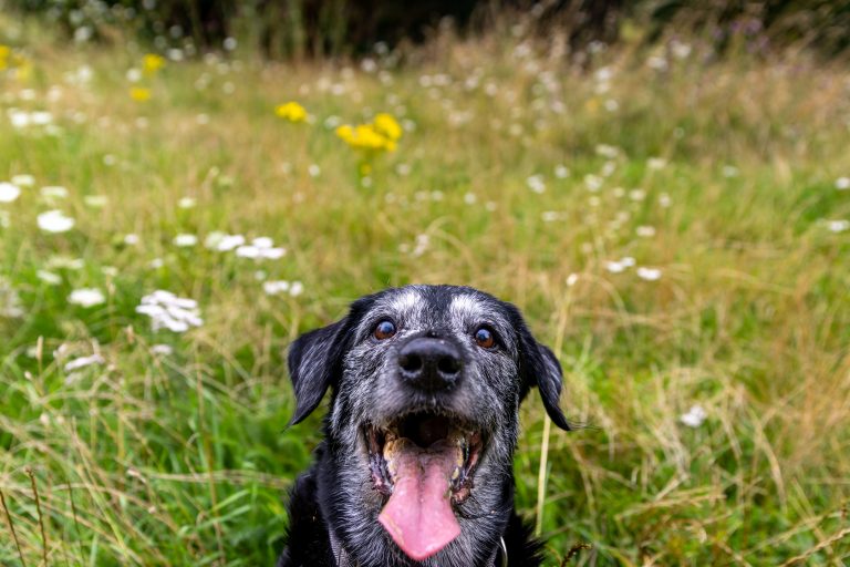A dog selfie. This adorable labrador terrier poses for a selfie with his tongue out in a wildflower meadow. He was out with his walker, Steph.