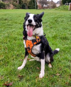 A very happy border collie sits tall with his long tongue sticking out.