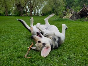 A "beasky" - a beagle husky mix - happily rolls on the grass in Cambridge during a walk with Steph. The dog has her legs in the air and is rolling next to a stick.