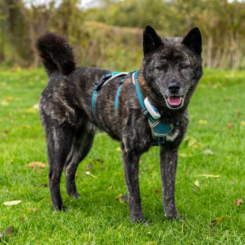 Jack, a jindo rescued from the dog meat trade in Korea, stands happily with his tongue out.