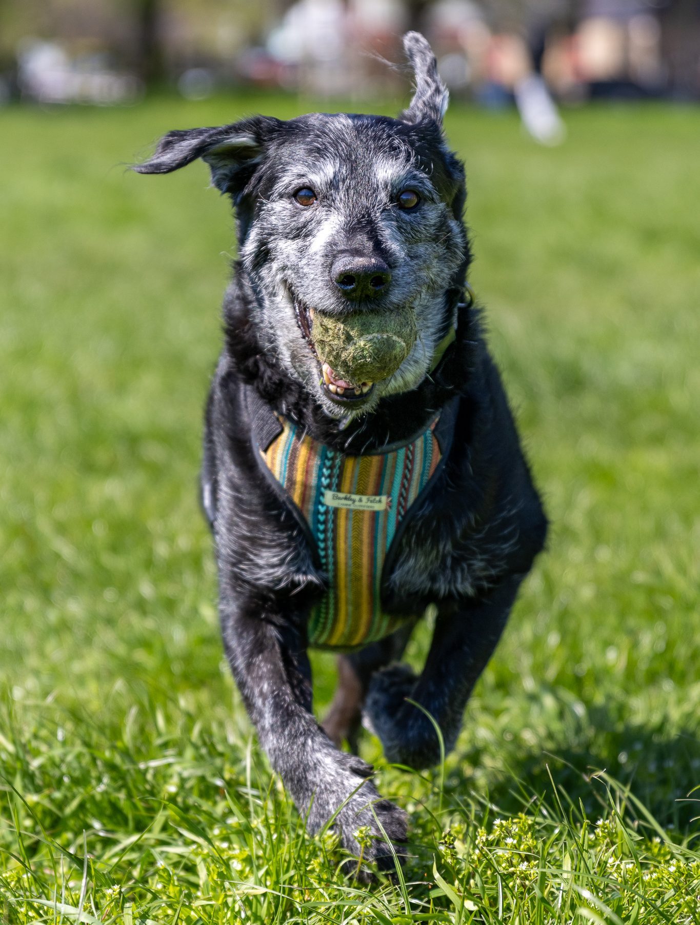 A labrador terrier runs happily with a tennis ball in his mouth.