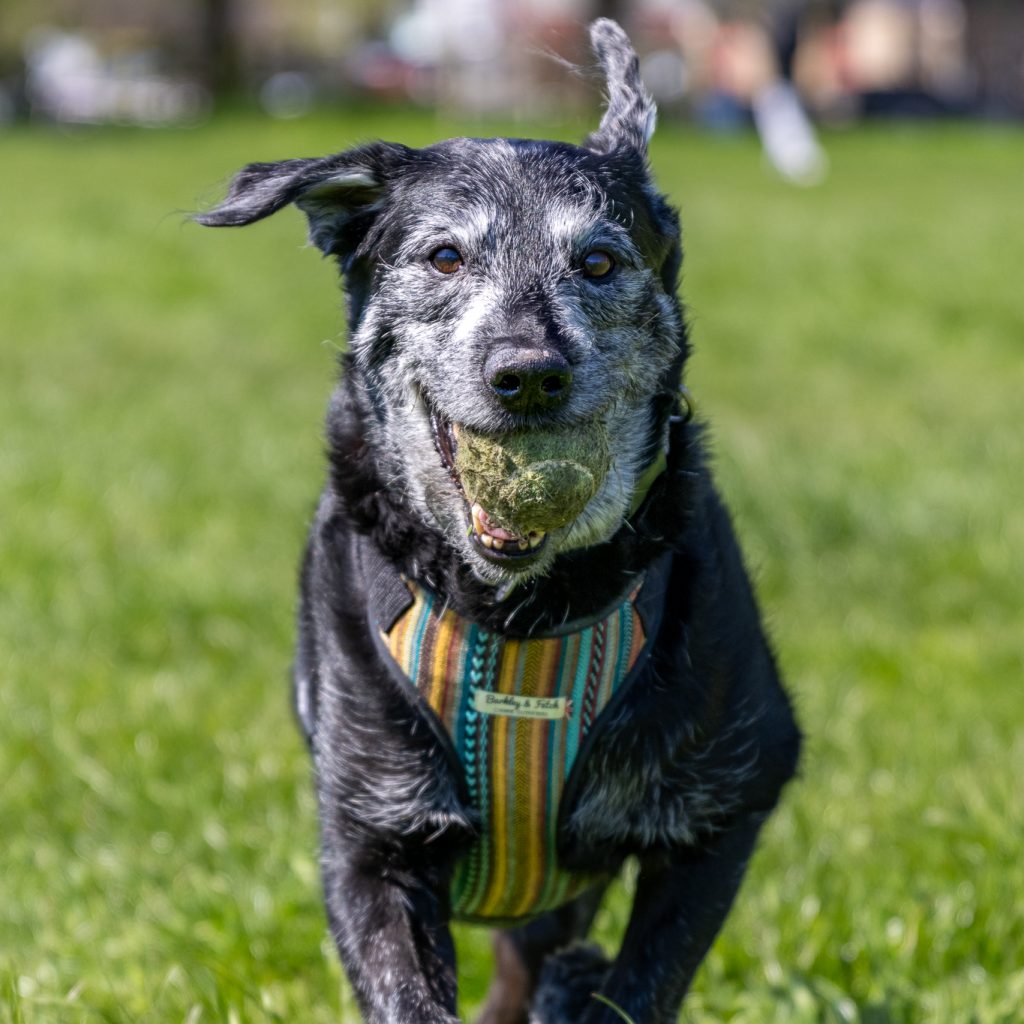 An elderly labrador terrier happily runs with a ball in his mouth. The dog's ears are flapping as he poses for his walker, Steph.