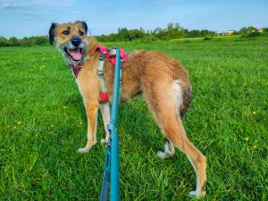 A beautiful lurcher has her tongue out while out with her walker, Steph.