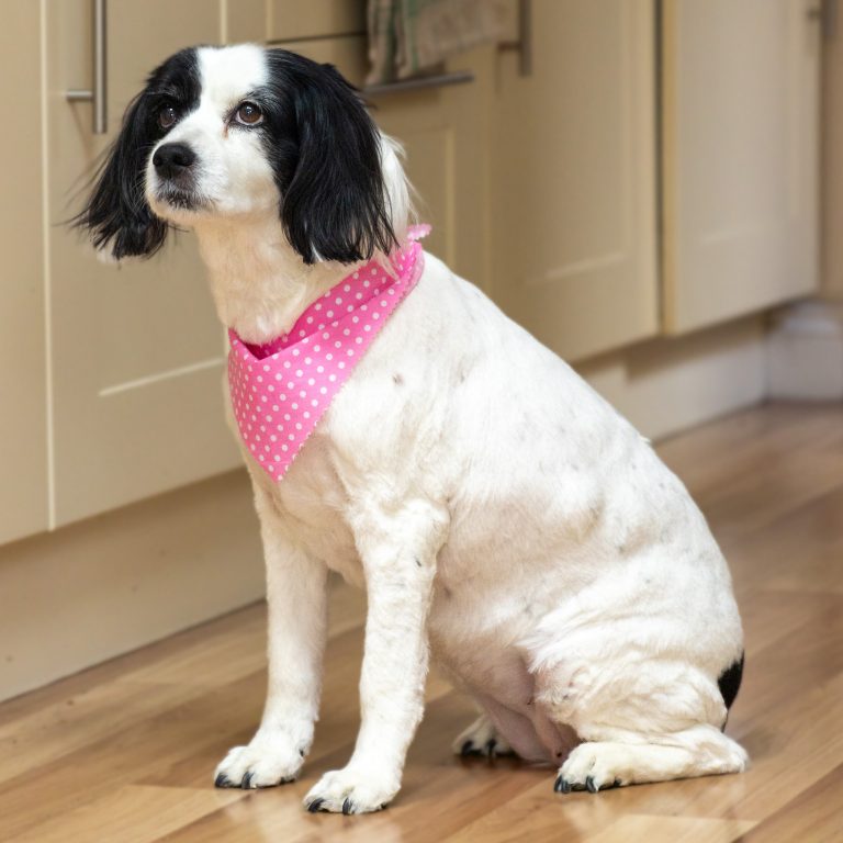A freshly groomed dog - a cocker spaniel mix - looks very cute with a pink polka dot bandana around her neck. She is posing for her dog sitter and walker, Steph