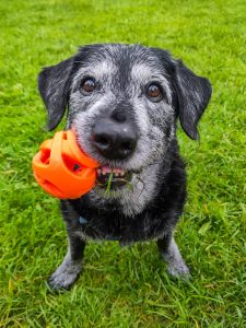An adorable senior labrador terrier poses with an orange ball in his mouth during n outing with his dog walker, Steph.