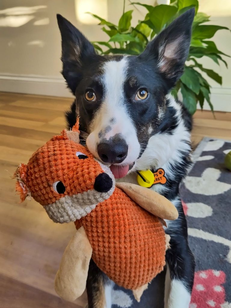 An adorable border collie with big pointy ears poses with a partially destroyed fox toy in his mouth.