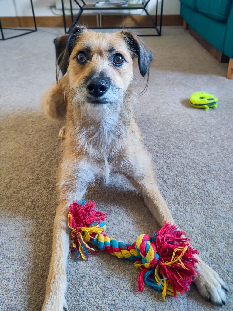 A rescue lurcher dog poses with a rope toy for her pet sitter in Cambridge.