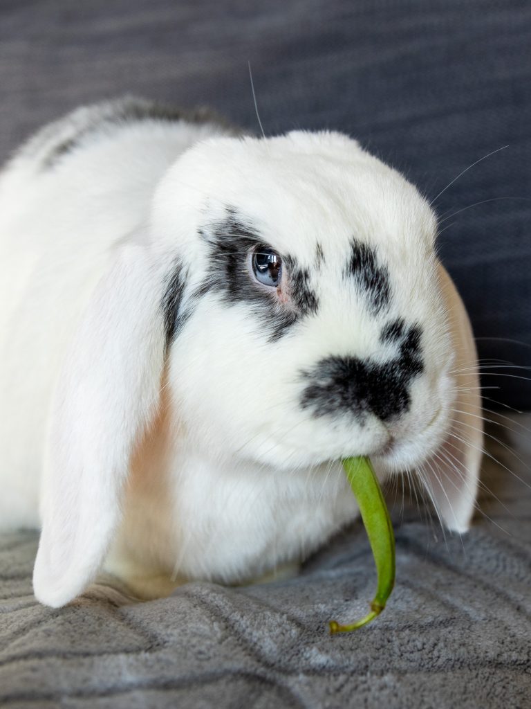 An adorable white bunny with black specks has a green bean in his mouth. The rabbit poses for his pet sitter, Steph.