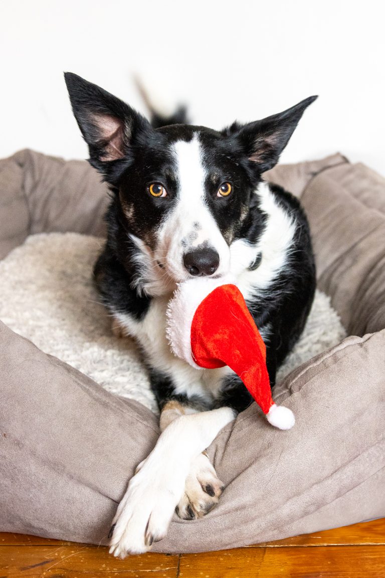 A playful border collie lays in his dog bed with a santa hat in his mouth. Paws are crossed.