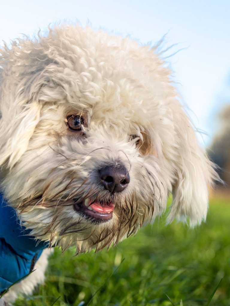 The portrait of an adorable Coton de Tulear poses for photographer Steph during an outdoor dog photoshoot.