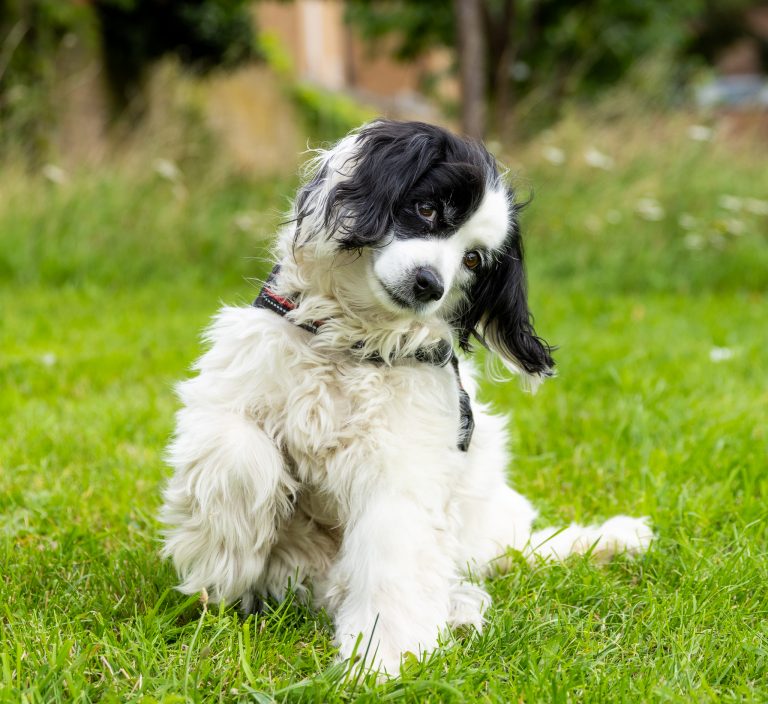 An adorable spaniel dog has her paw up as she poses during an outdoor pet photoshoot in Cambridge.