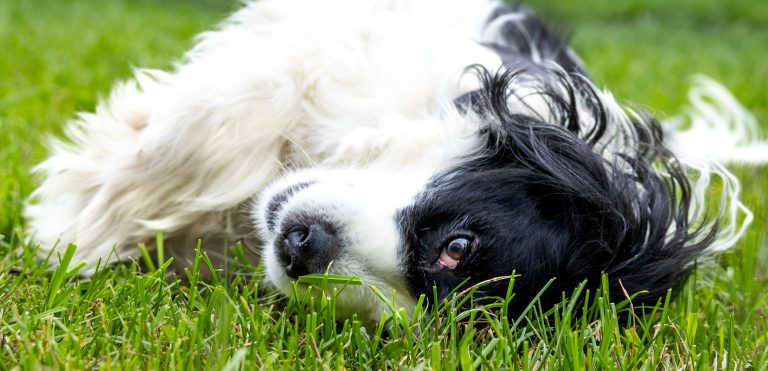 A black and white dog rolls on the grass. She is doing her best pose during an outdoor pet photoshoot in Cambridge.
