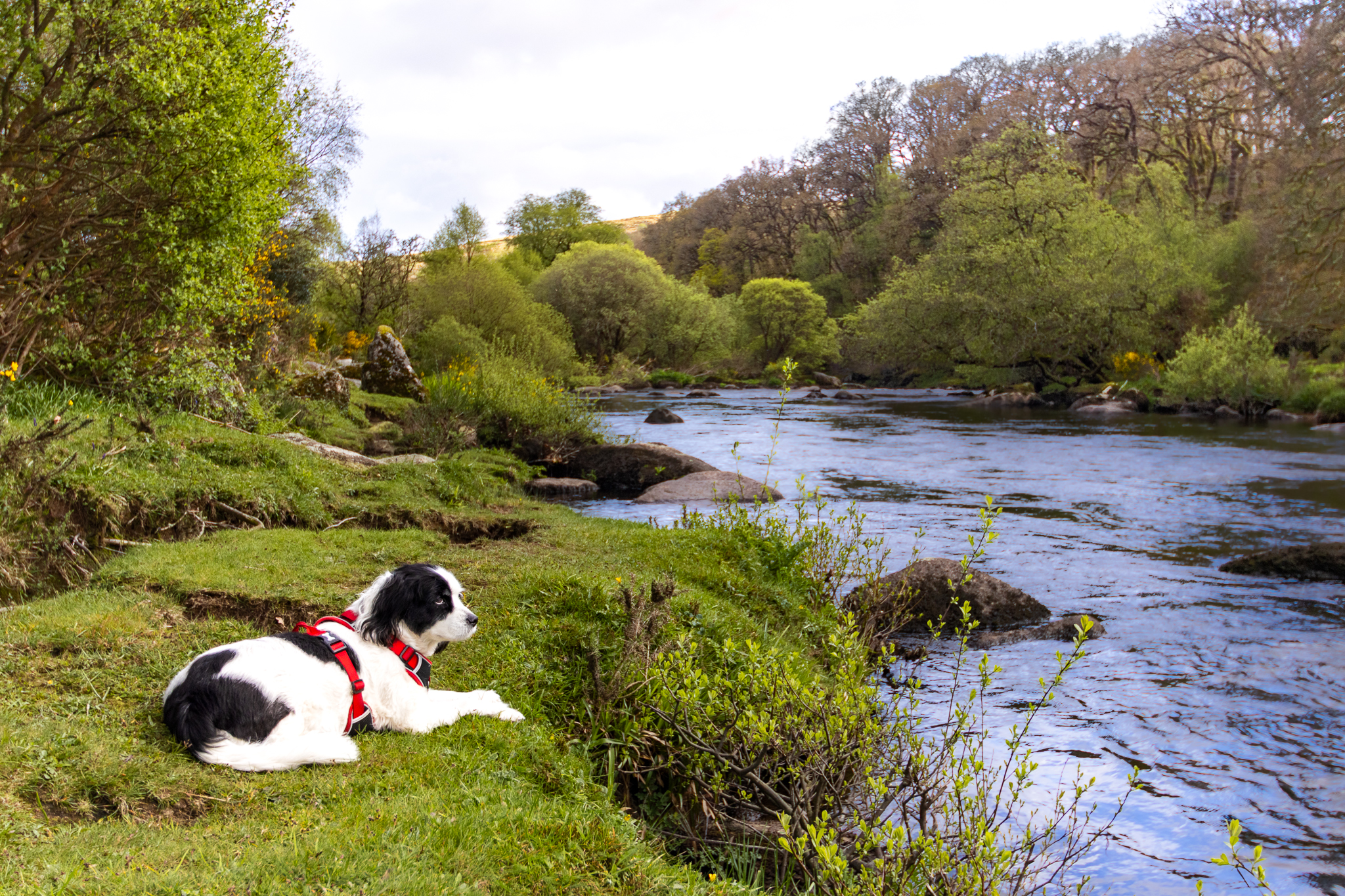 A black and white cocker spaniel sits peacefully on the grass next to a river.