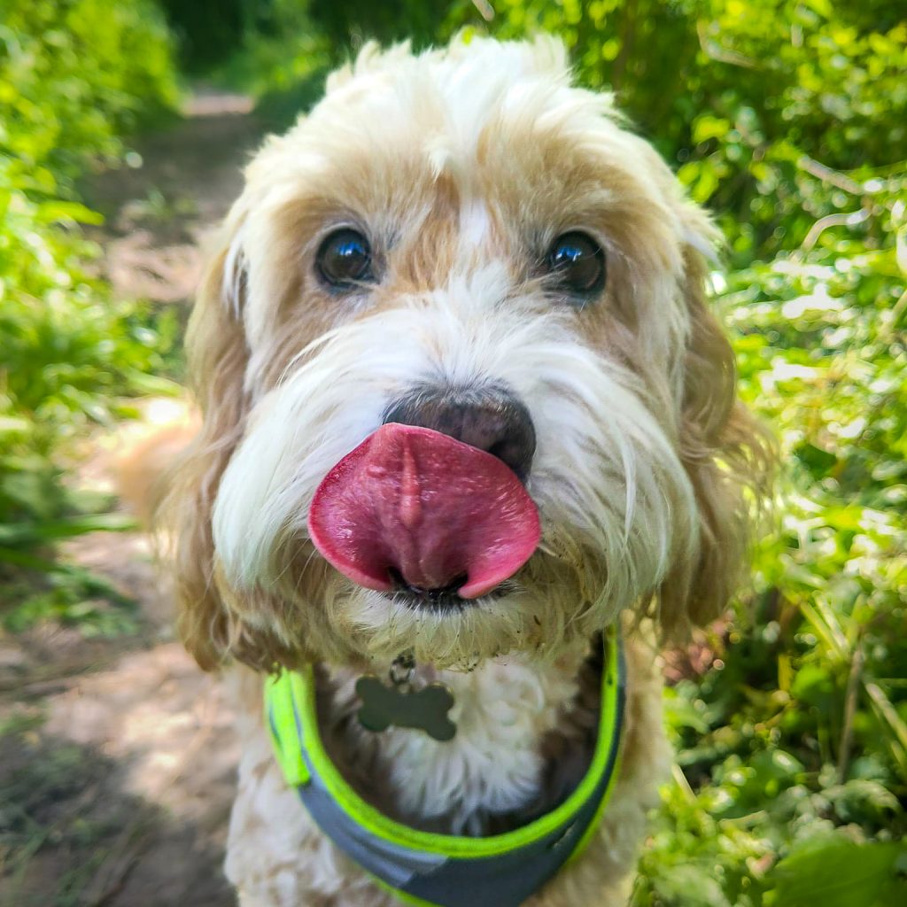 An adorable cockapoo looking happily at the camera with his tongue out.