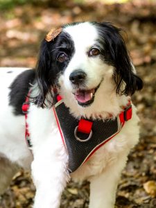 A beautiful black and white spaniel mix poses for the camera with her tongue out. She has an autumn leaf on her head. She was photographed during an outdoor dog photoshoot in Cambridge.