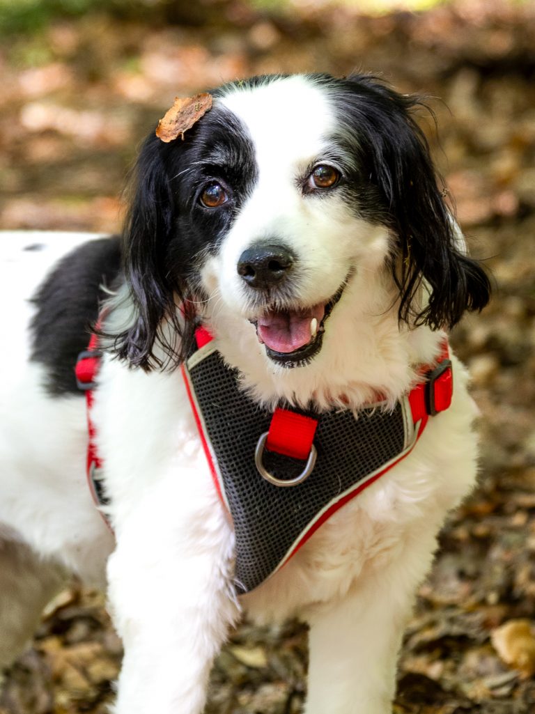A beautiful black and white spaniel mix poses for the camera with her tongue out. She has an autumn leaf on her head. She was photographed during an outdoor dog photoshoot in Cambridge.