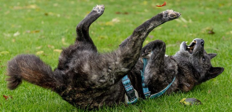 A black jindo dog happily rolls on the grass. His legs are up and he appears to be kicking a leaf in the air.