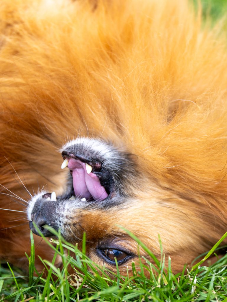 The close-up of an orange Pomeranian as he happily rolls on the grass with his mouth open. He was out with his dog walker when the photograph was taken.