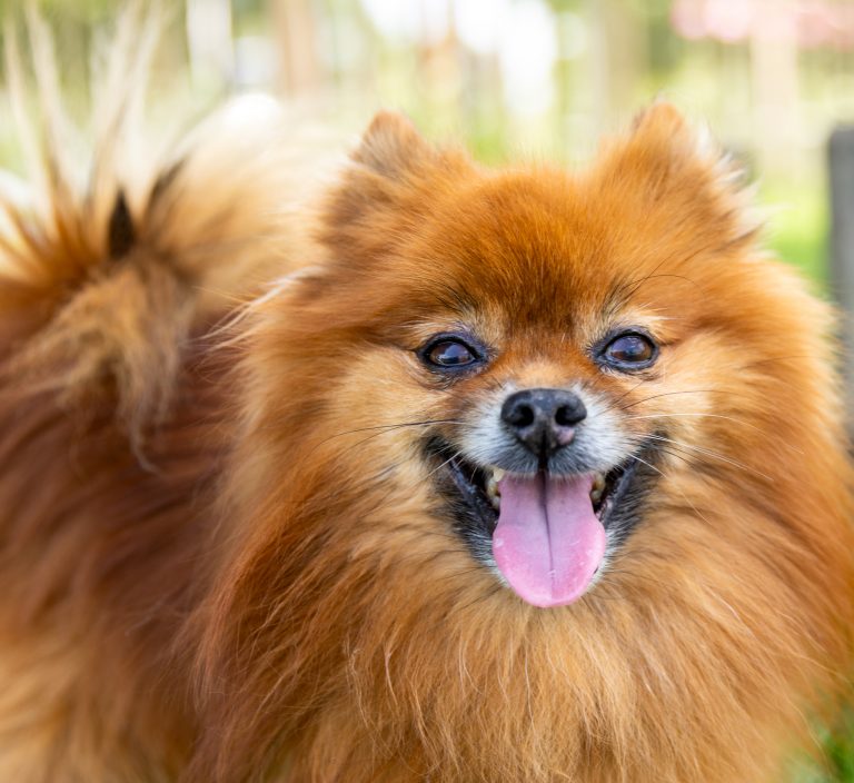 An adorable Pomeranian with his tongue out poses during a pet photoshoot in Cambridge.