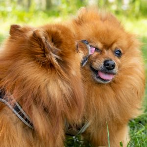 Two orange Pomeranians look affectionate as one licks the other. They were photographed during an outdoor dog photoshoot in Cambridge.