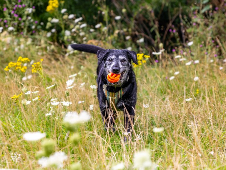 An adorable black and white dog runs in a wildflower meadow with an orange ball in his mouth. He is out with his walker, Steph.
