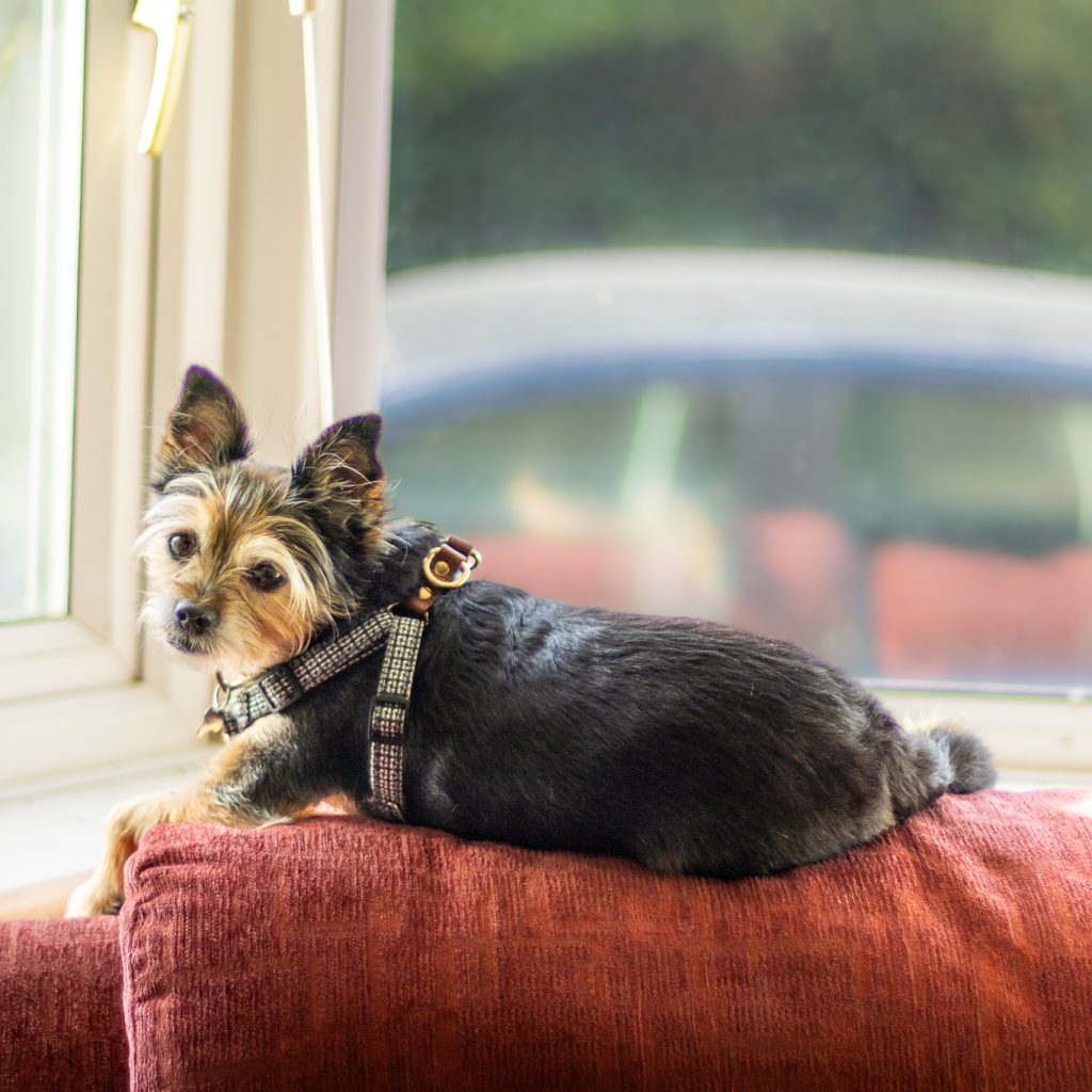 A small dog rests atop a sofa while being looked after by his pet sitter, Steph.