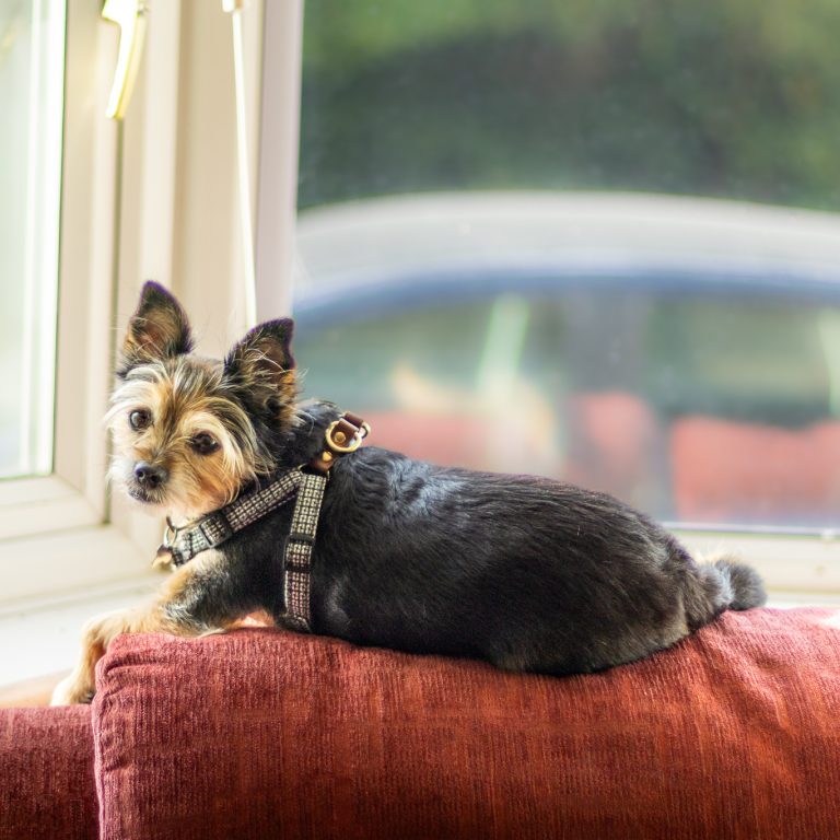 A small dog rests atop a sofa while being looked after by his pet sitter, Steph.