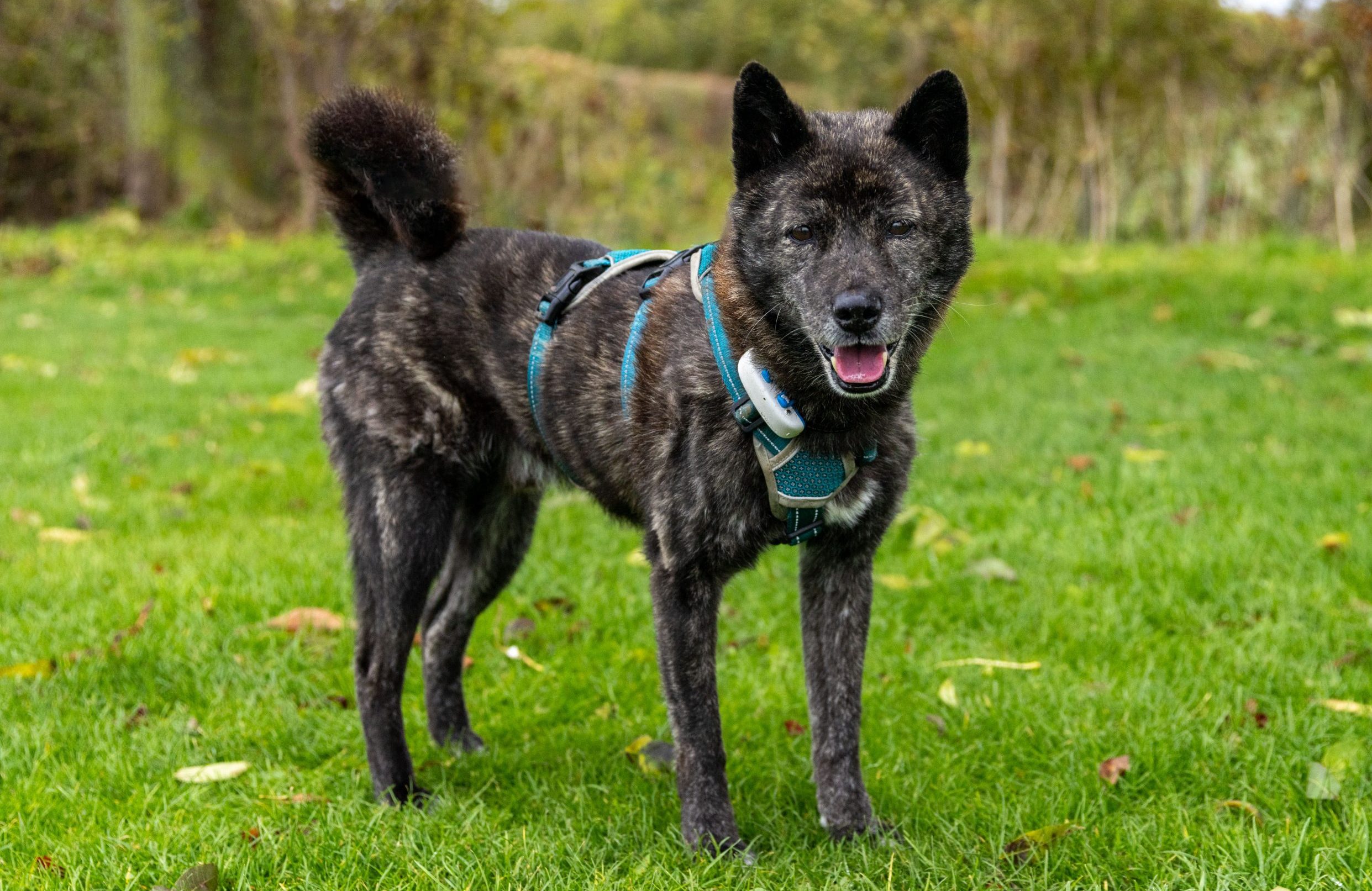 Jack, a jindo rescued from the dog meat trade in Korea, stands happily with his tongue out.