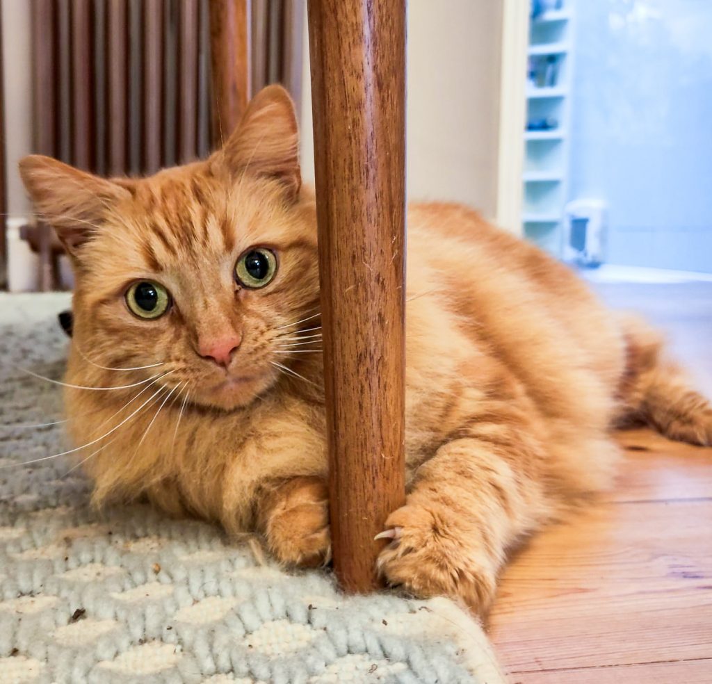 An adorable ginger cat looks playful as he sits with his paws wrapped around a table leg.