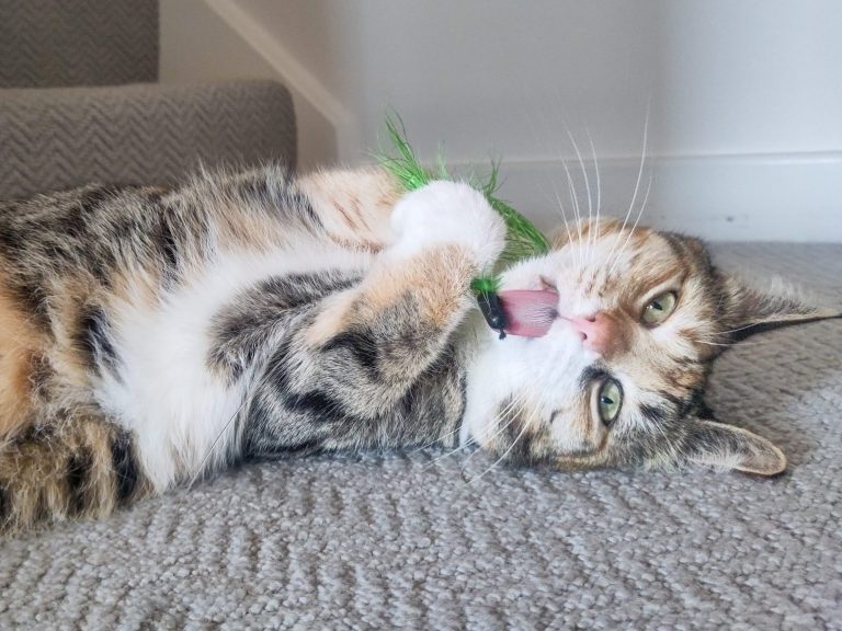 A cat lies on the carpet as she plays with a green feather toy, matching her beautiful green eyes.
