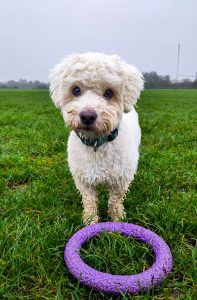 An adorable white Coton de Tulear dog poses next to his purple hoop toy in a field in Cambridge, UK.