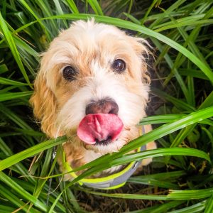 An adorable cockapoo with his tongue out peeks out from the grass.