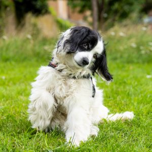An adorable black and white rescue dog poses for her walker, Steph.