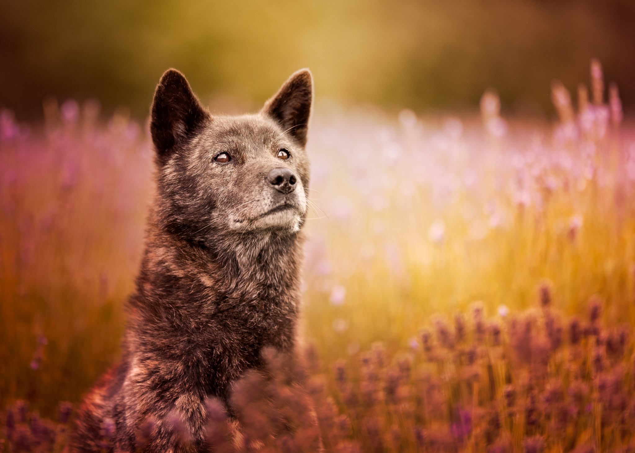 A beautiful black jindo poses in a lavender field.