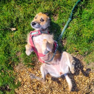 A rescue saluki mix happily rolls on the grass. The dog has her legs in the air as she poses for a photo for her dog walker, Steph, in Cambridge.