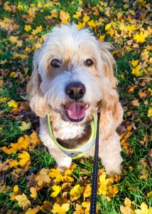 An adorable golden cockapoo sits in a bed of leaves and smiles for his walker, Steph, in Cambridge.
