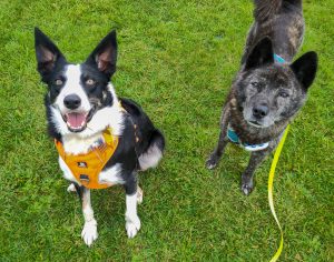 Chip, a very happy border collie with big ears, poses next to his friend Jack, a black jindo, in a field in Cambridge, UK.