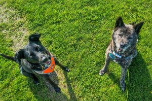 Two black rescue dogs smile for the camera in a field in Cambridge, UK.