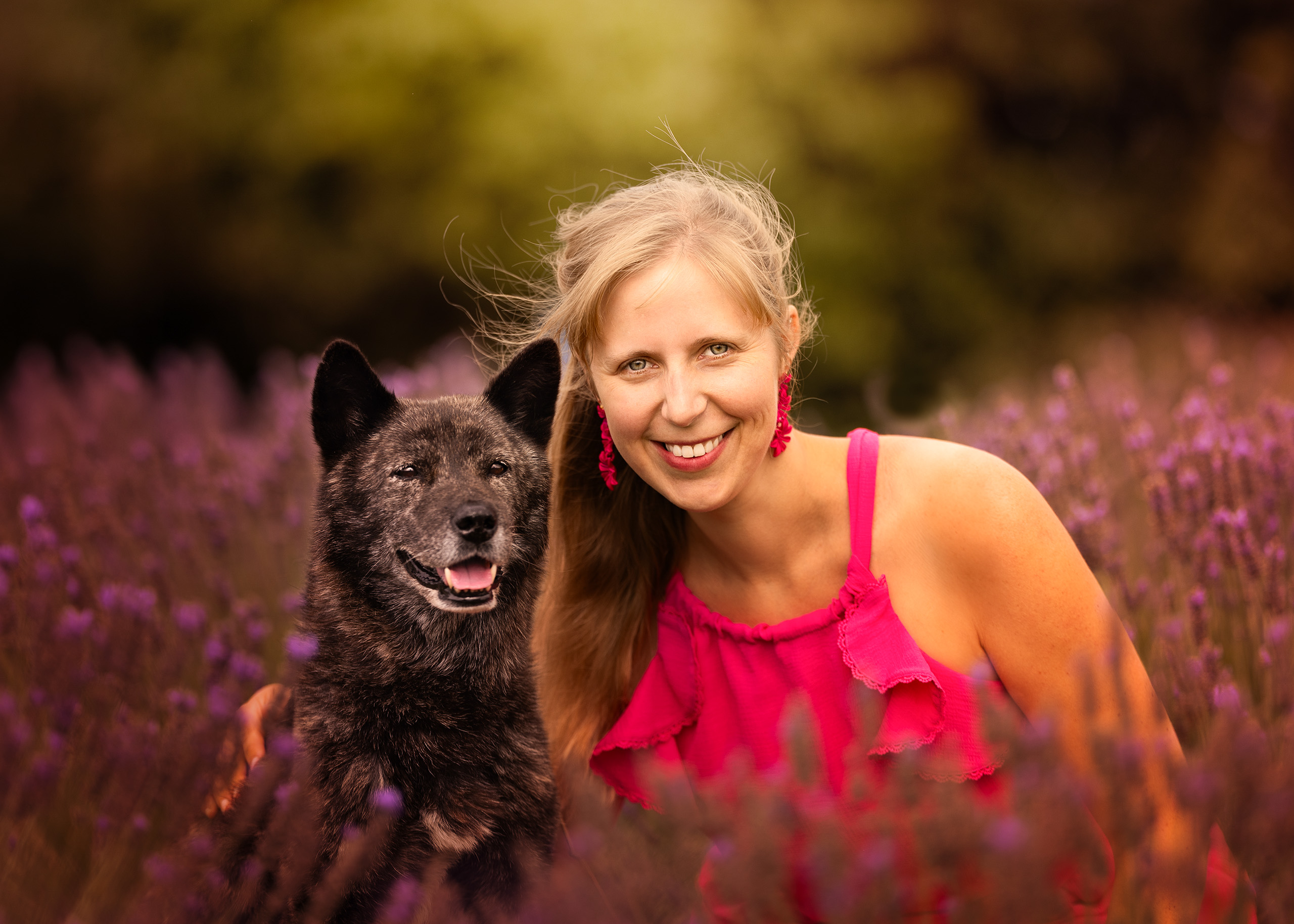 A smiling black Korean jindo dog sits in a lavender field with his owner.