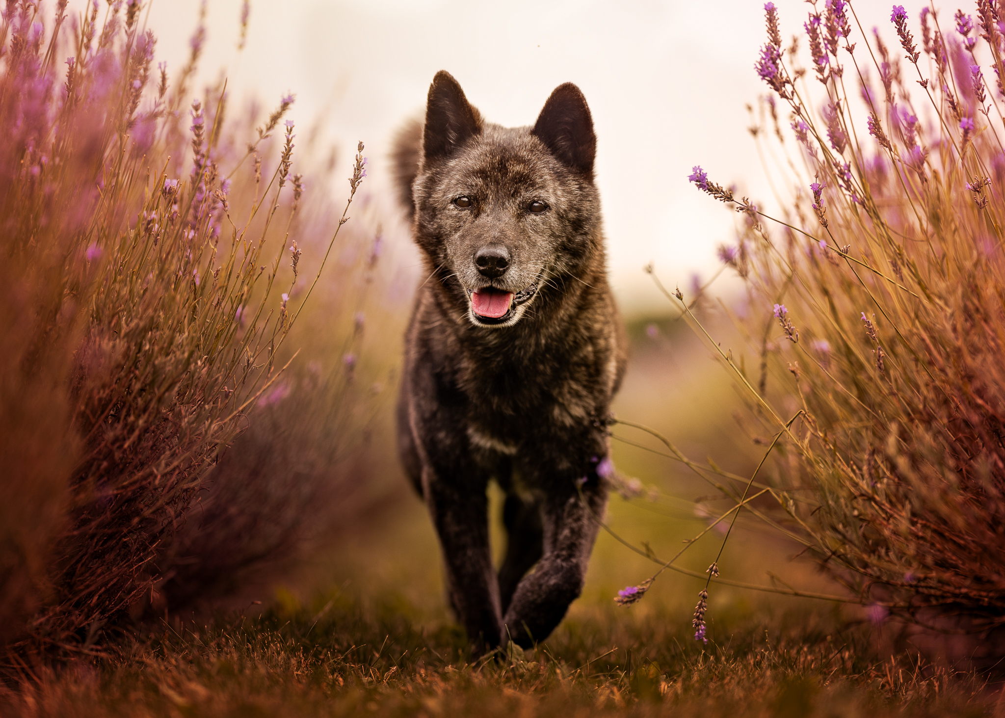 A happy black Korean jindo dog walking in a lavender field.