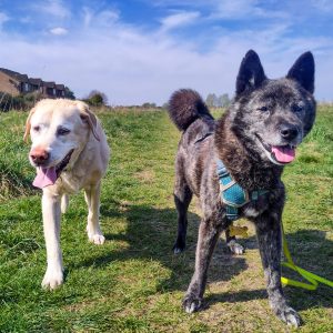 Two senior dogs - a golden labrador and a black Korean jindo - smile for their walker in a Cambridge field.