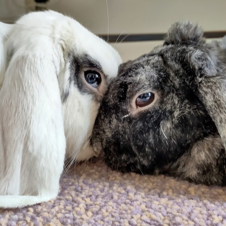 Two adorable rabbits cuddle next to one another.