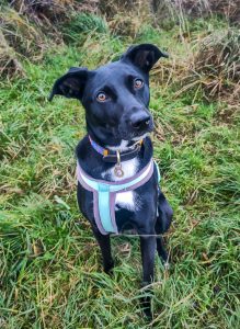 An adorable black and white rescue dog poses for her walker, Steph.